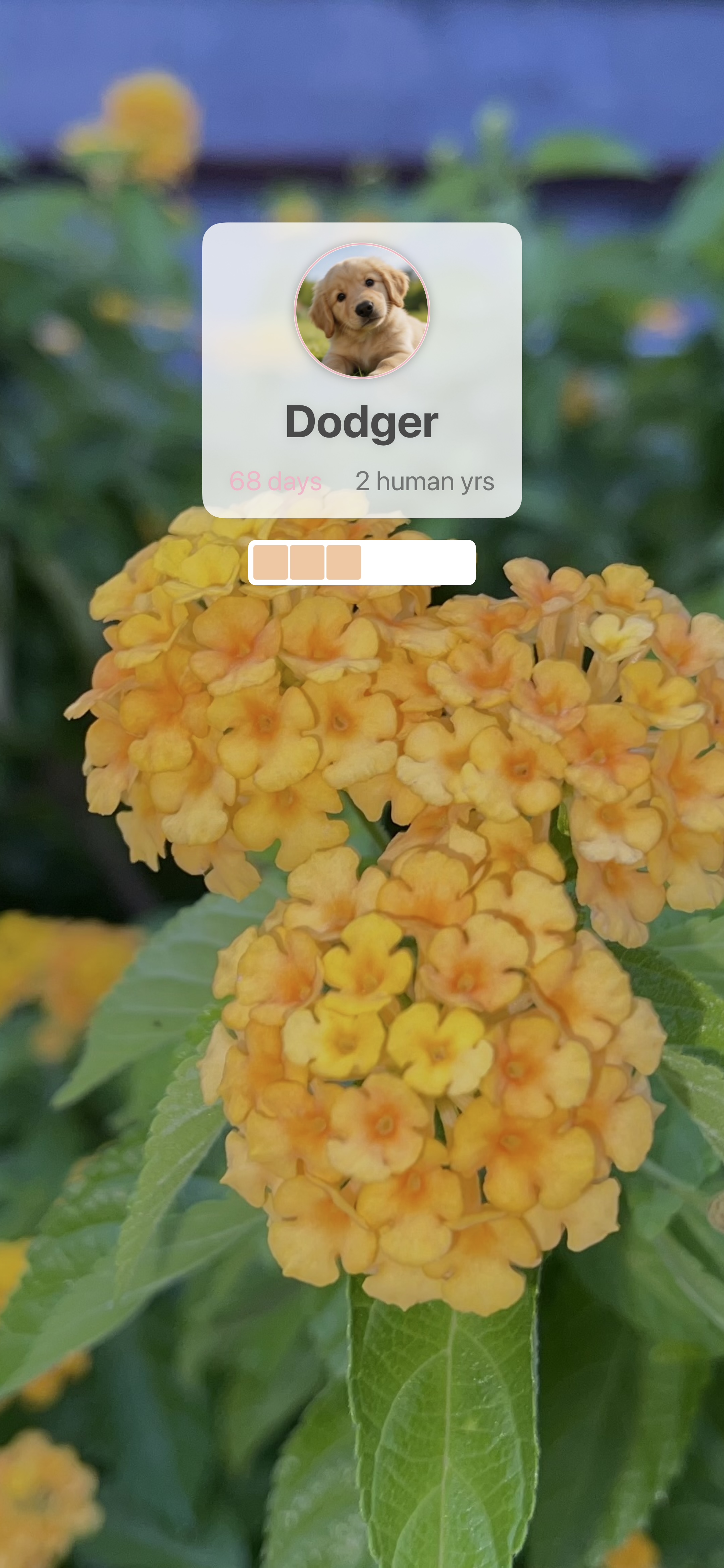 AI-generated wallpaper result with pet overlay ready to save
